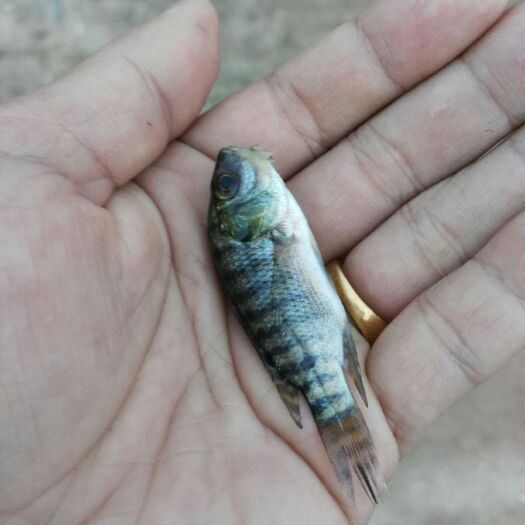 广州罗非鱼苗，海南一号，吉富一代