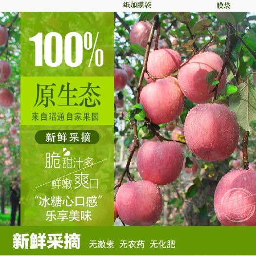 昭通昭通苹果  野生冰糖心丑苹果10斤净果包邮包售后