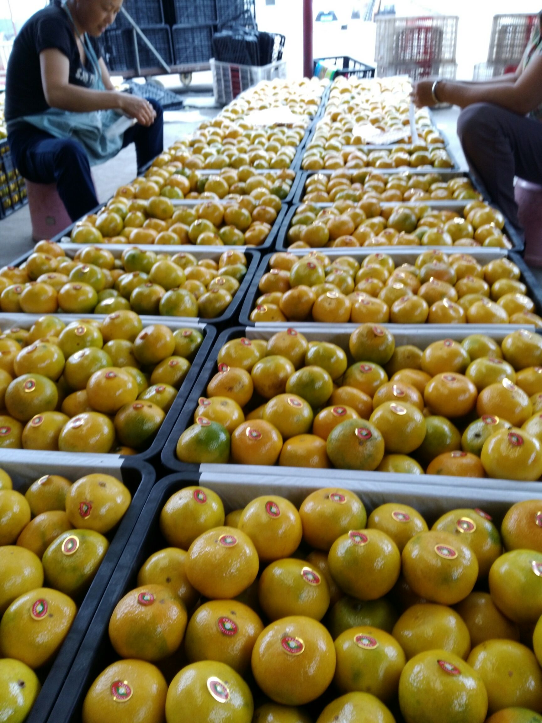 特早蜜桔 6 - 6.5cm 2 - 3两无中闷商，厂家直销