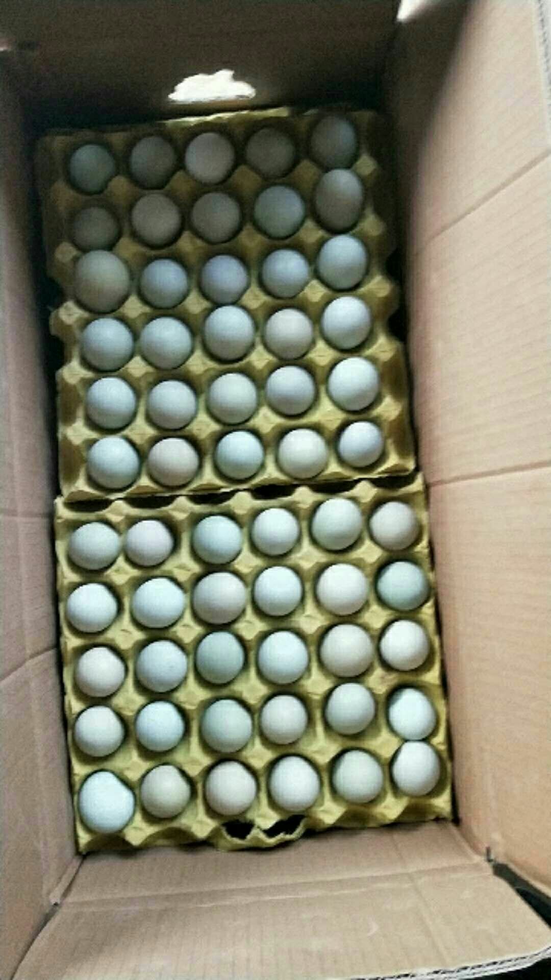 长沙县土鸡蛋  绿壳蛋420枚，净重41斤的精品绿蛋。