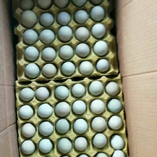长沙县土鸡蛋  绿壳蛋420枚，净重41斤的精品绿蛋。