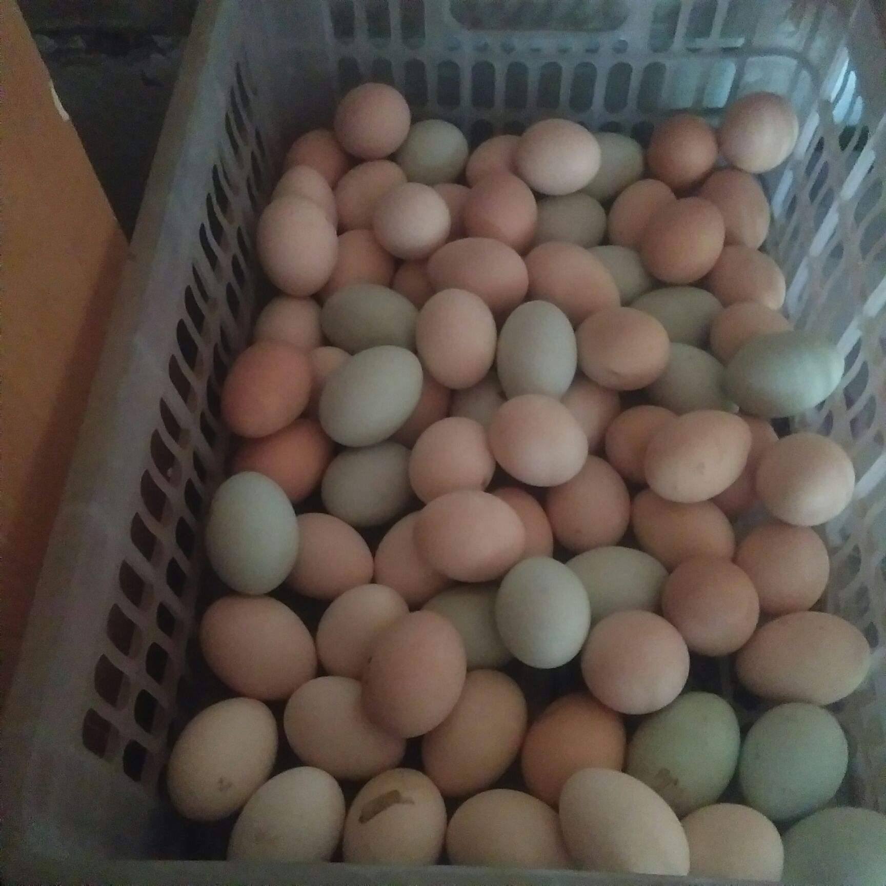 柴鸡蛋 食用 散装