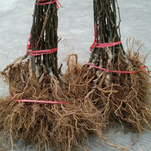 苍溪县红阳猕猴桃苗 嫁接苗