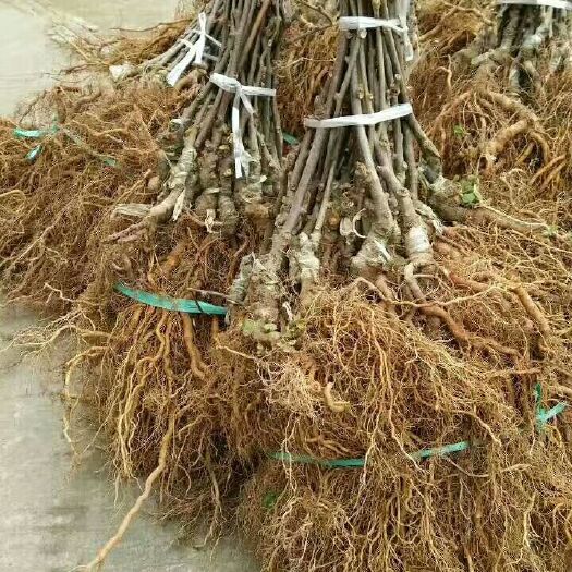 苍溪县东红猕猴桃苗 嫁接苗