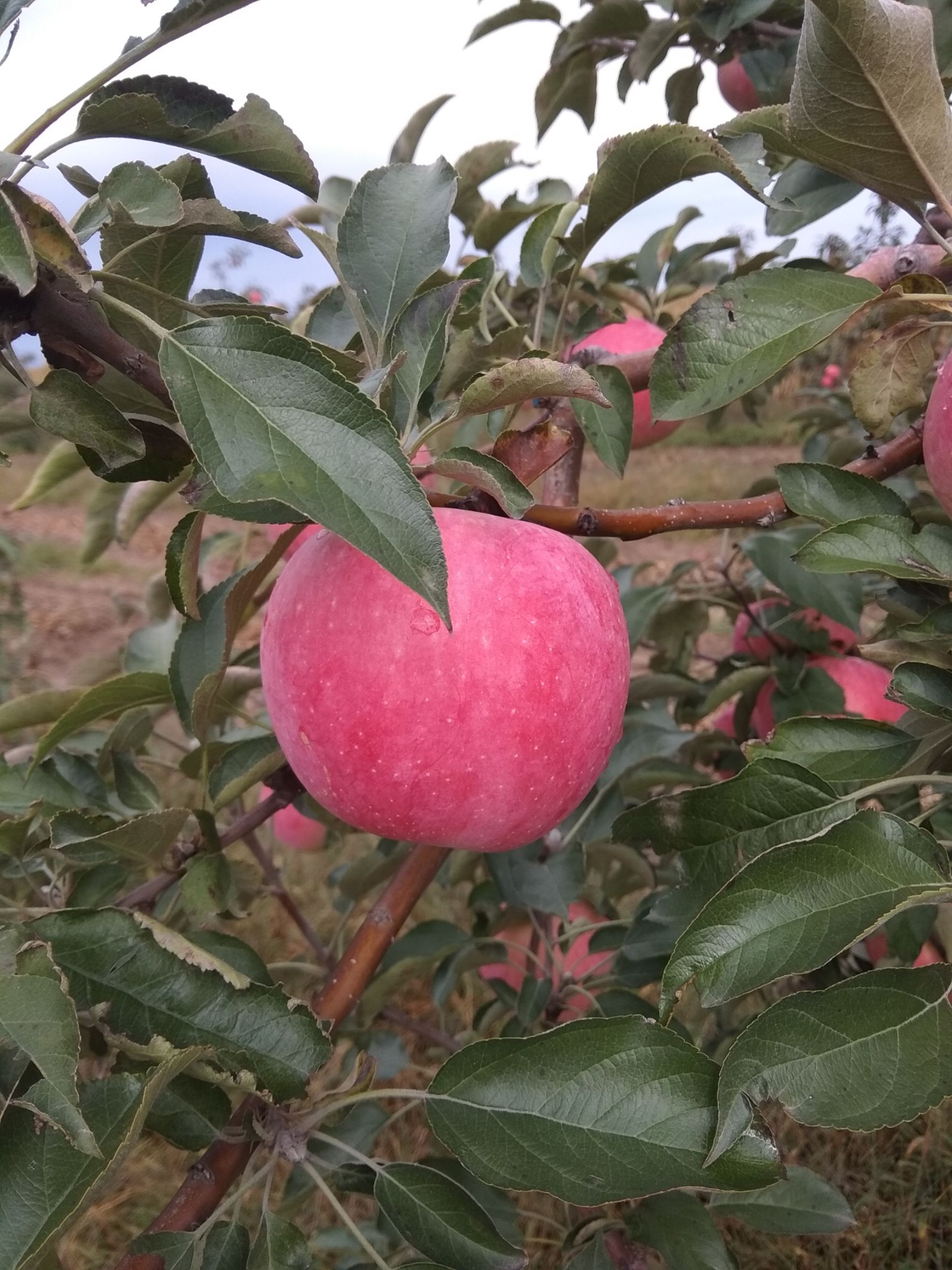 寒富苹果 纸 膜袋 全红 70mm以上