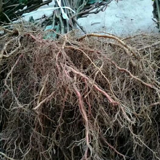 苍溪县猕猴桃实生苗 实生苗 