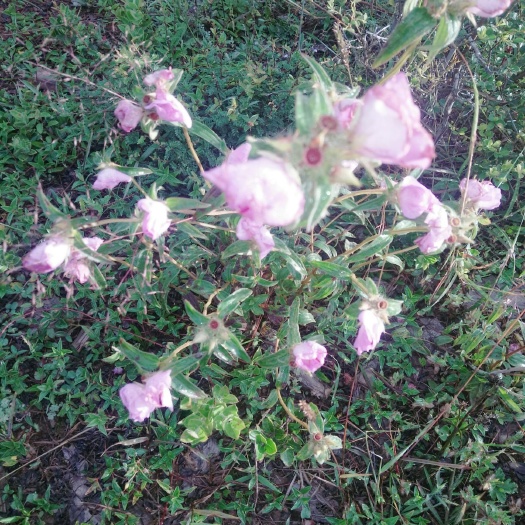 会东县龙胆