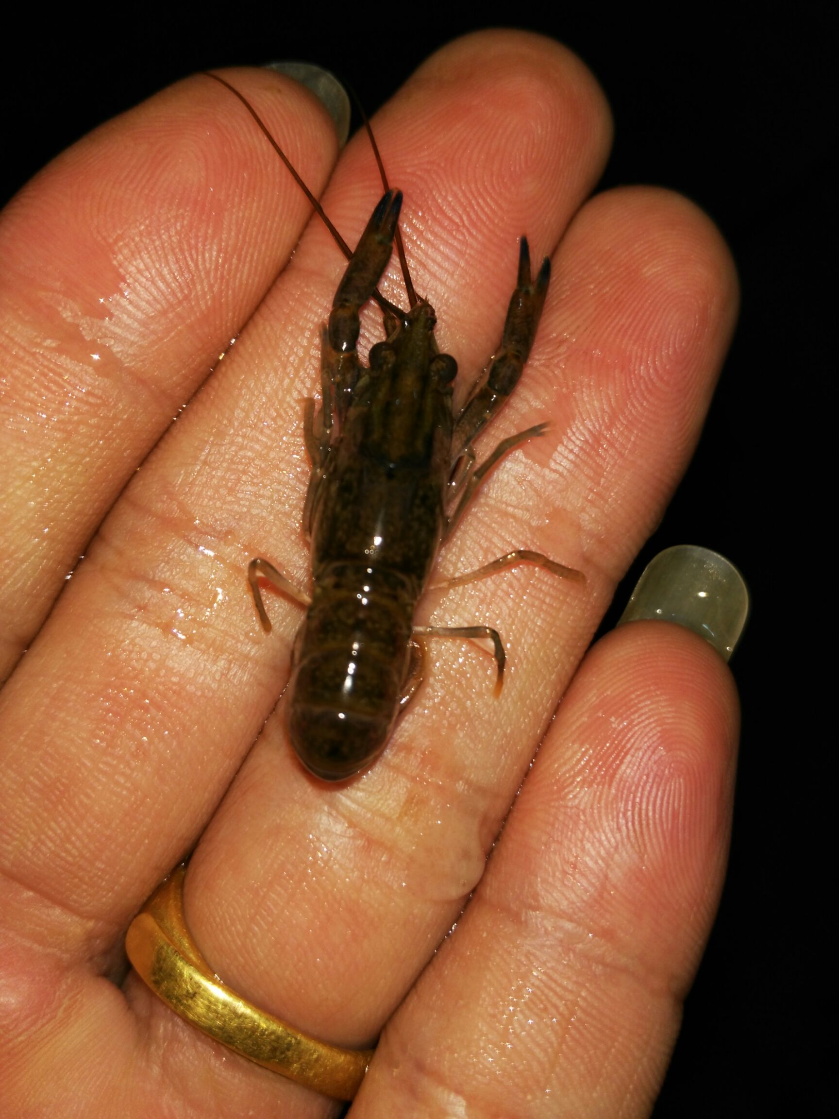 澳洲龙虾  0.4斤/只以下