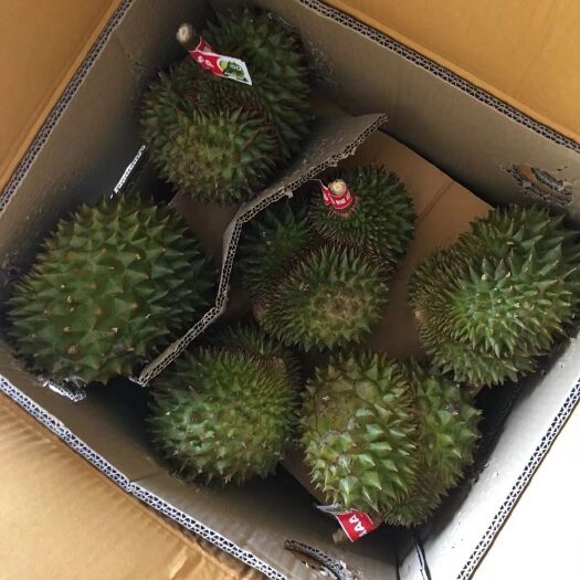 凭祥市泰国巴掌榴莲产地直销