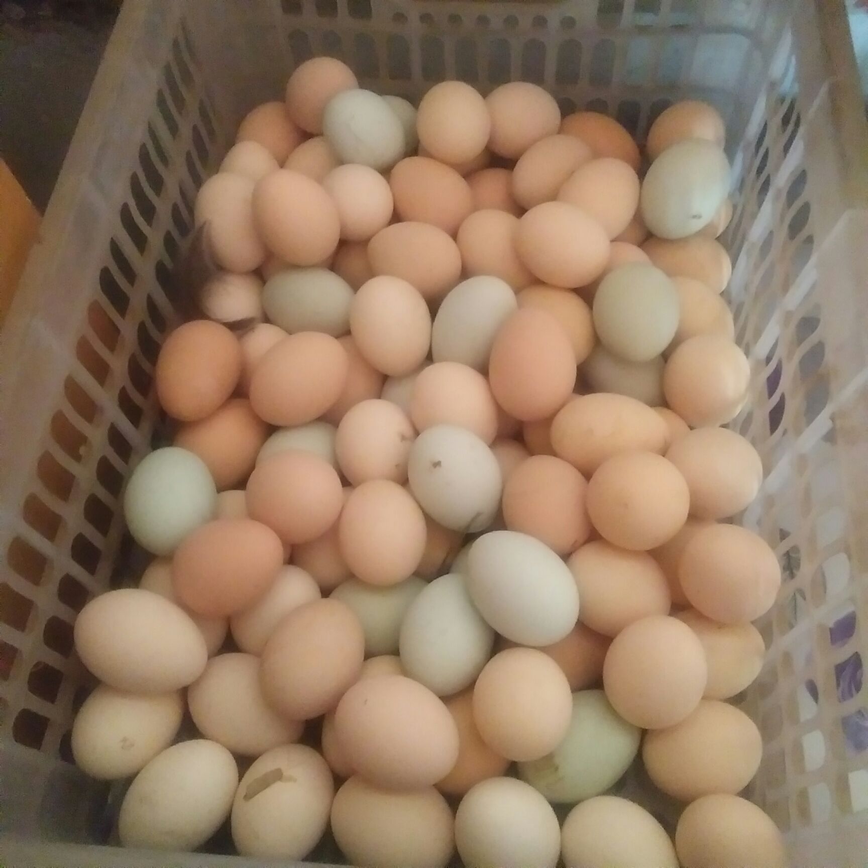 柴鸡蛋 食用 散装