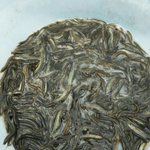 泥鳅苗  杂交泥鳅苗，泥鳅水花