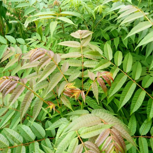 泰安红油香椿苗 2公分以下