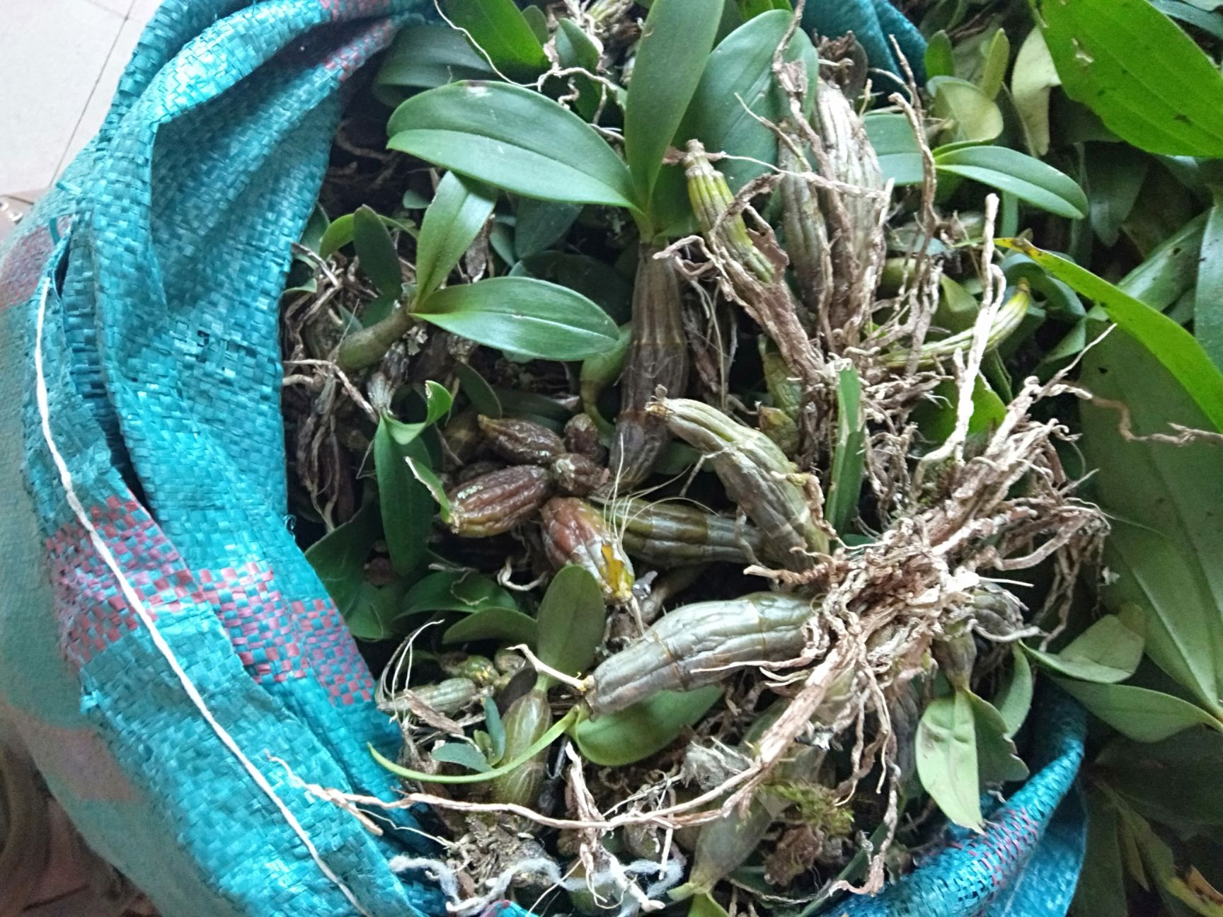 水草石斛