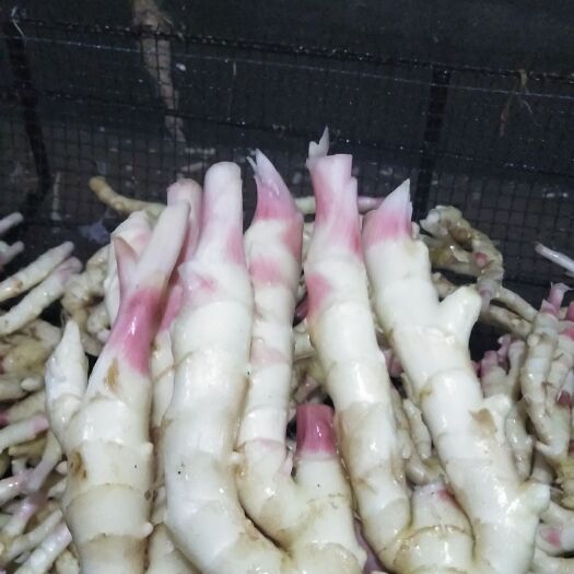 鲜姜 带土2两以上,大量有货。产地直发。