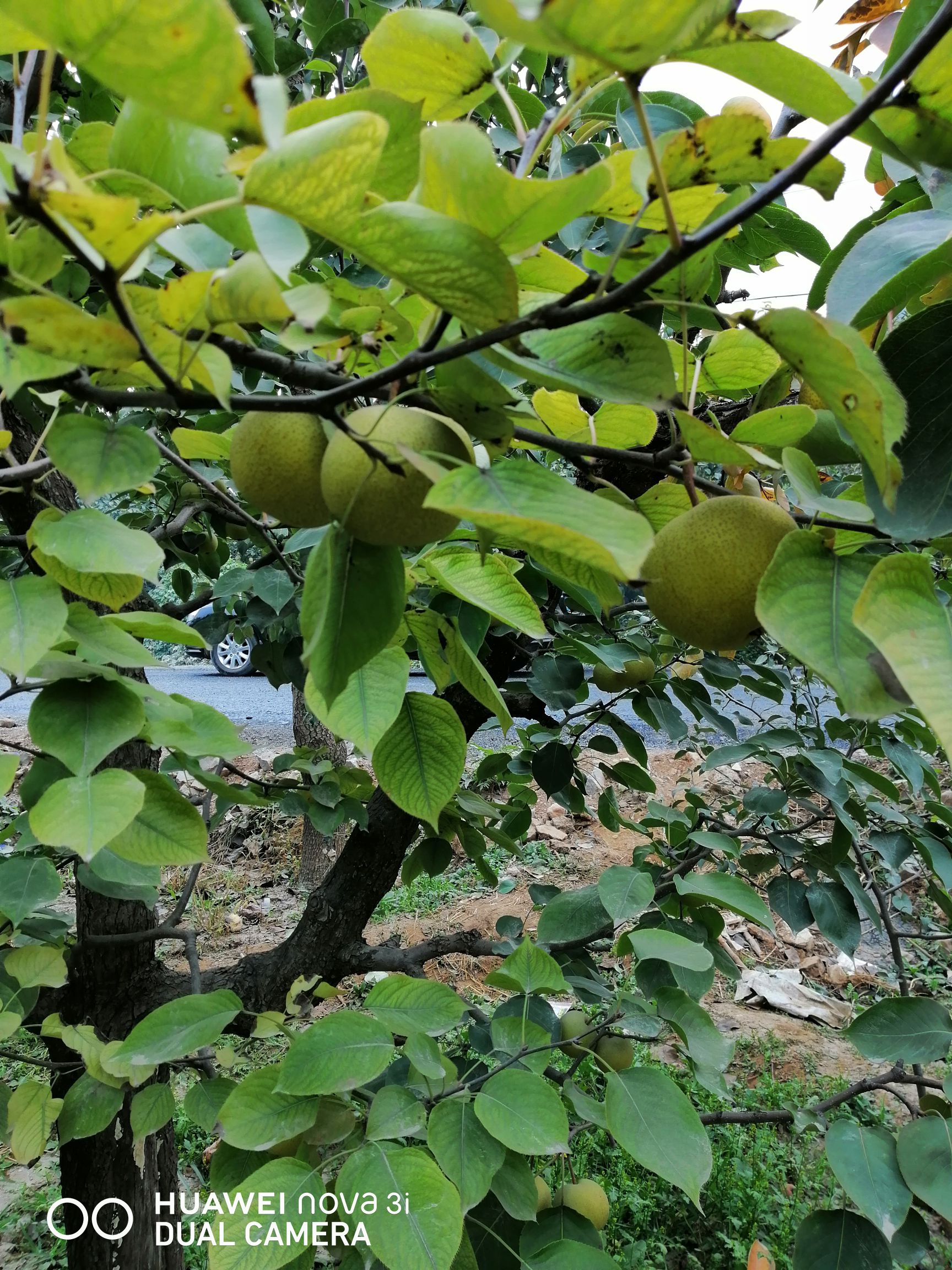 酸梨 100-150g 55mm以上