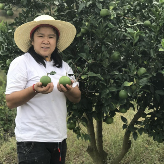 麻阳县麻阳冰糖橙 今年因为天干的原因是果子的果头不大，但是口感没有变，