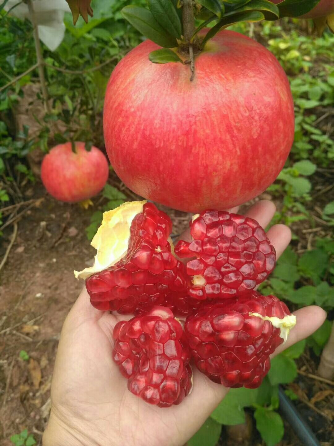 蒙阳红石榴苗