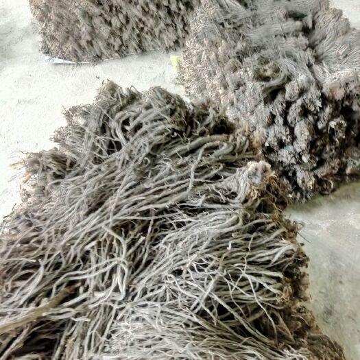 宕昌县羌活  五年产，素高，质量好，药厂货，需要者，优惠价，百分之四十