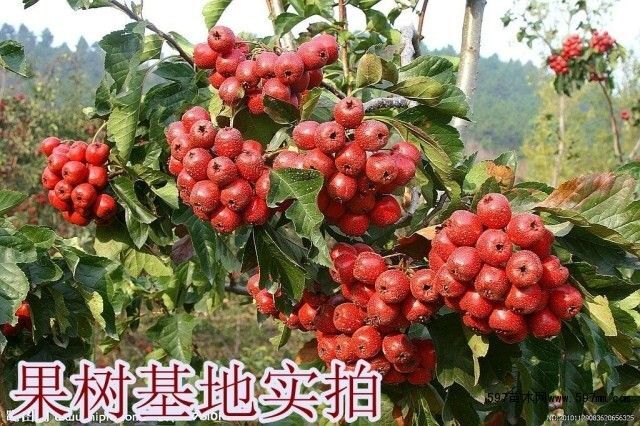 泰安大金星山楂树苗