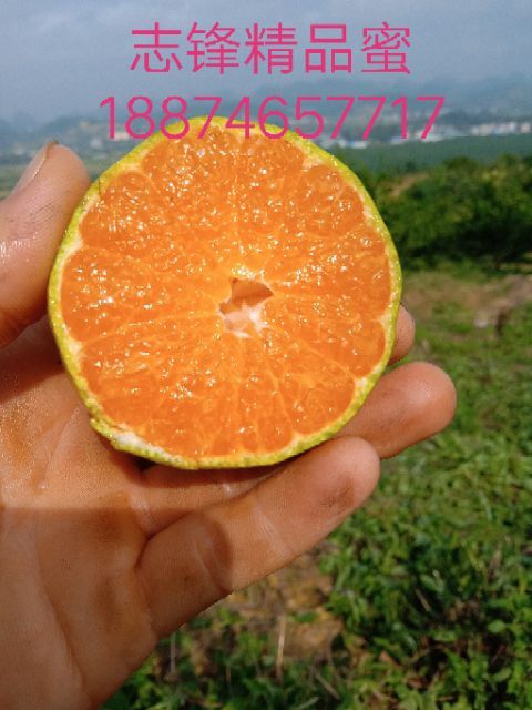 江永县 蜜桔供应回龙圩