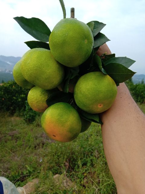  蜜桔供应回龙圩