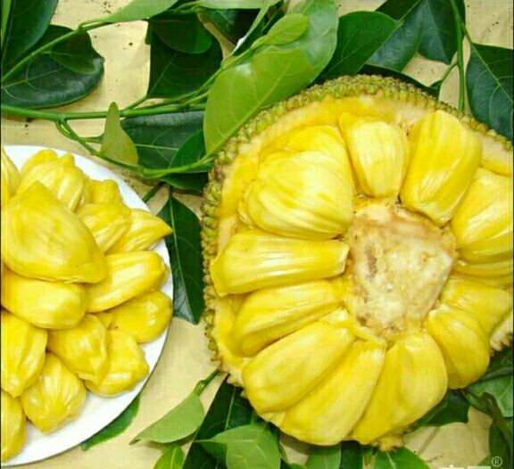 马来西亚一号菠萝蜜苗 