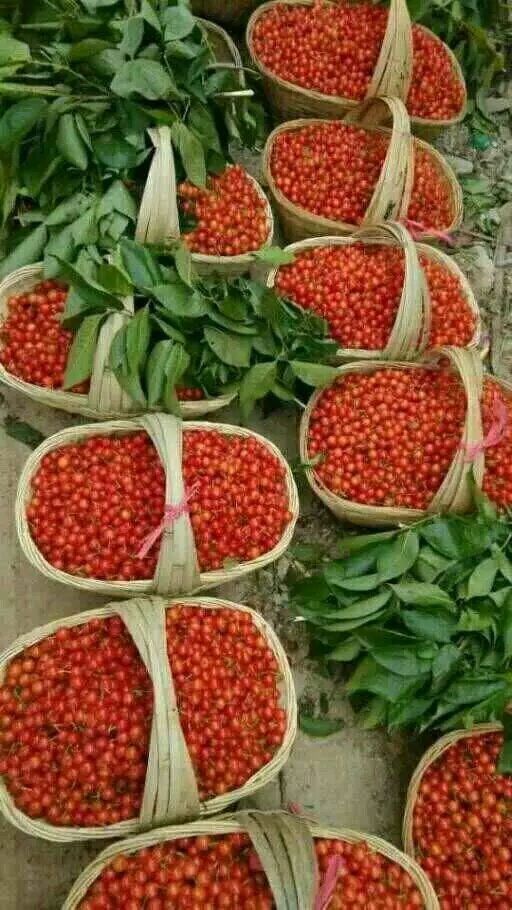 纳雍县玛瑙红樱桃树苗 其中蕴含糖、酸、维生素C较高，有“中国南方樱桃之王”之称。
