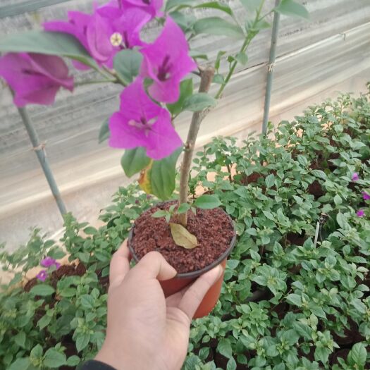 昆明紫花三角梅 0.2~0.5米 