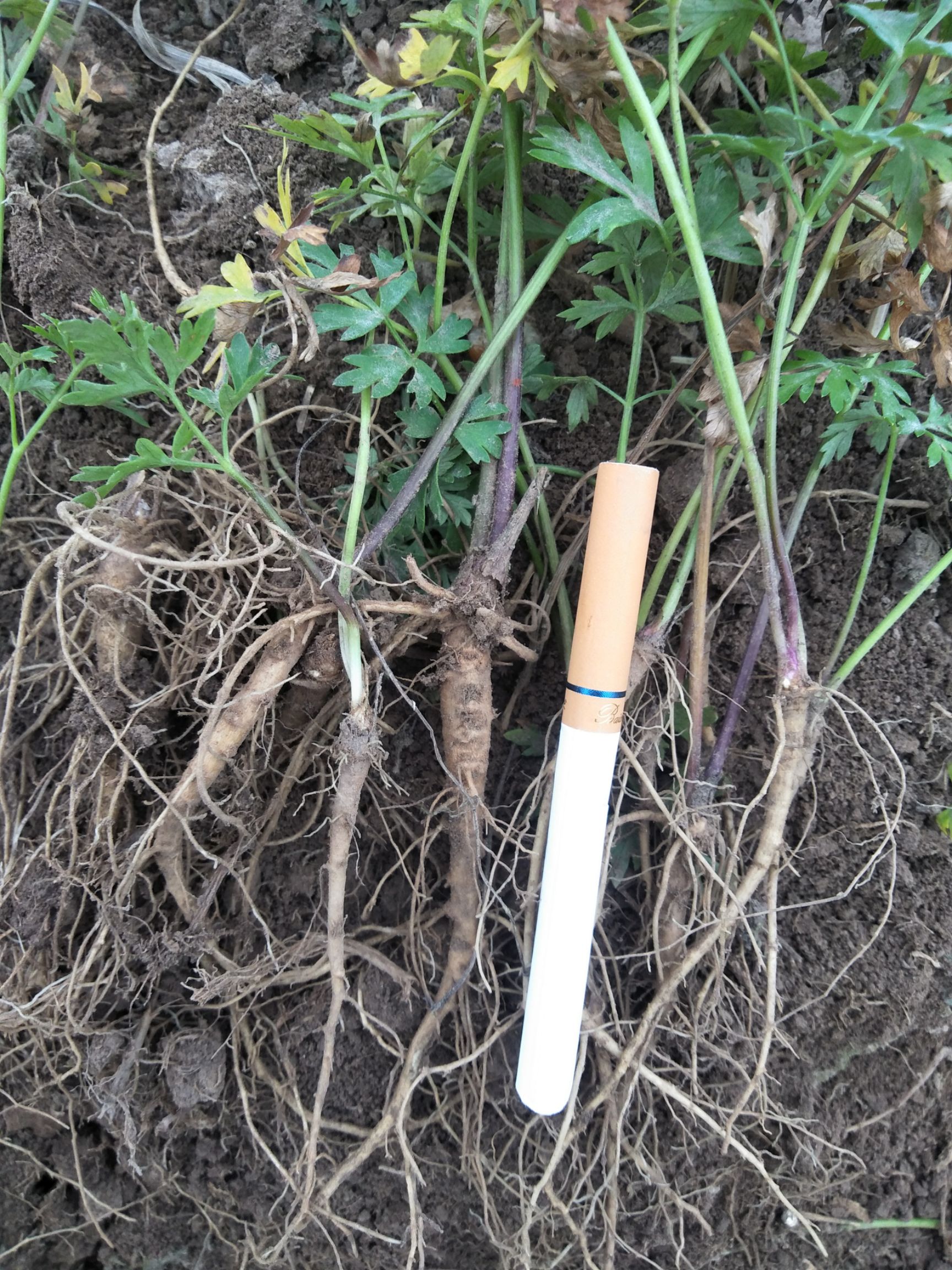 藁本 