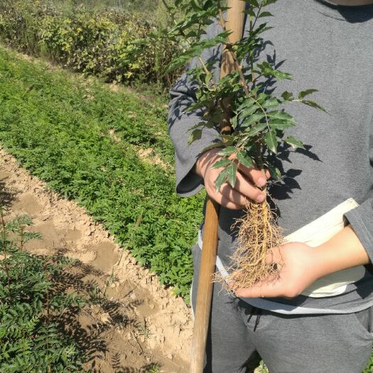 大红袍花椒苗 。死苗补发，现挖现发