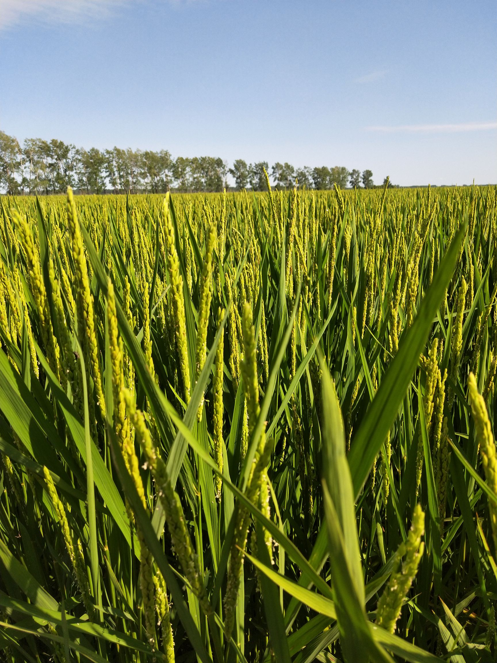 长粒香大米 非有机大米 晚稻 一等品