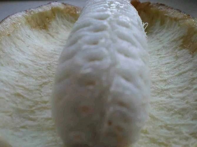 镇巴县八月瓜苗