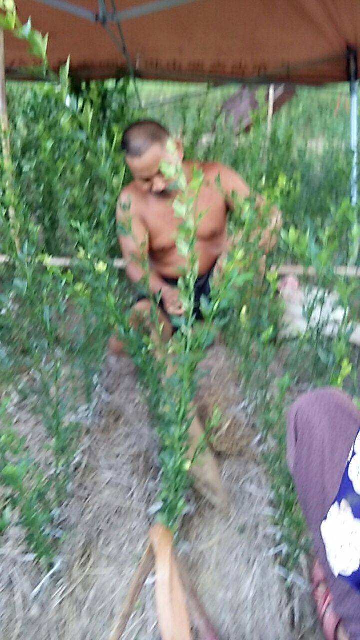 沃柑苗  50－100公分高一年苗，苗子粗壮，高抗病