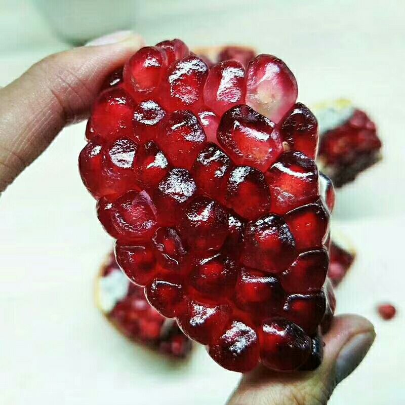 软籽石榴苗