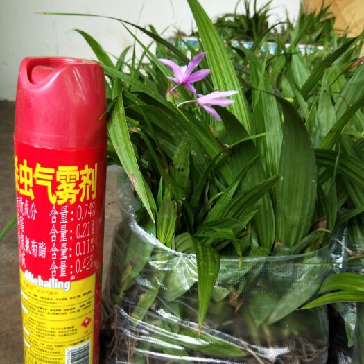 保山白及