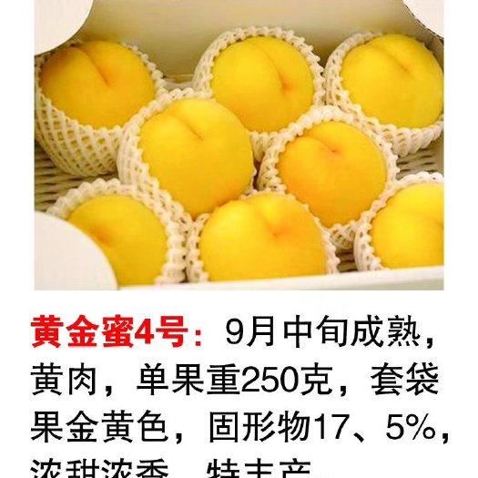 沂源县维纳斯黄金苹果苗 1~1.5米