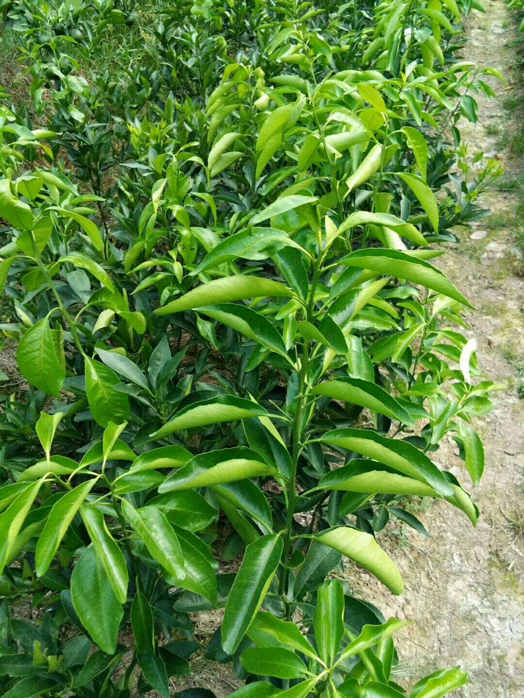 沃柑苗  50－100公分高一年苗，苗子粗壮，高抗病