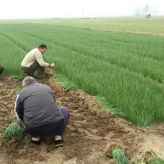 滑县高产洋葱苗热卖九吨产量。