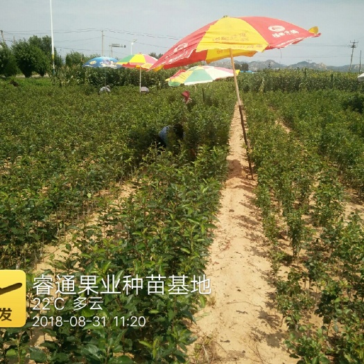 泰安 八棱海棠跕乔化鲁丽苹果苗！良心果苗！