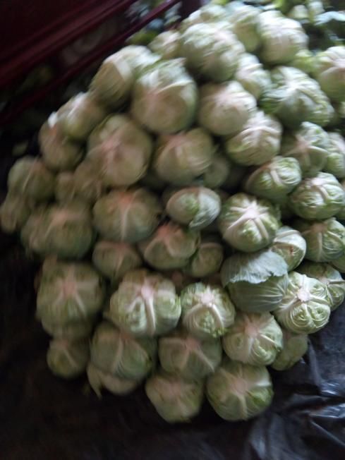 开封绿包菜  精品甘蓝！产地直销！一手货源而对接菜农！精品包装！储存加工！