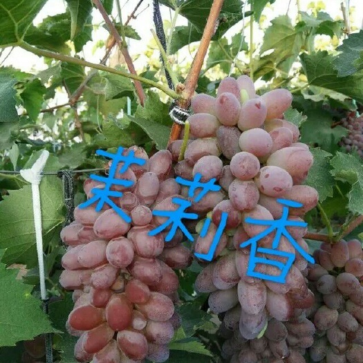 平邑县茉莉香葡萄苗