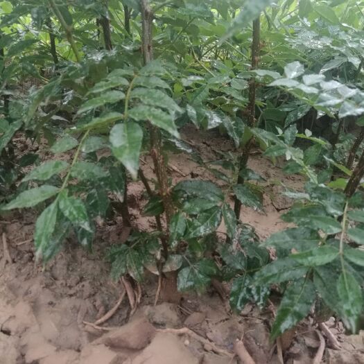 花椒苗，死苗补发  现挖现发苗圃直销