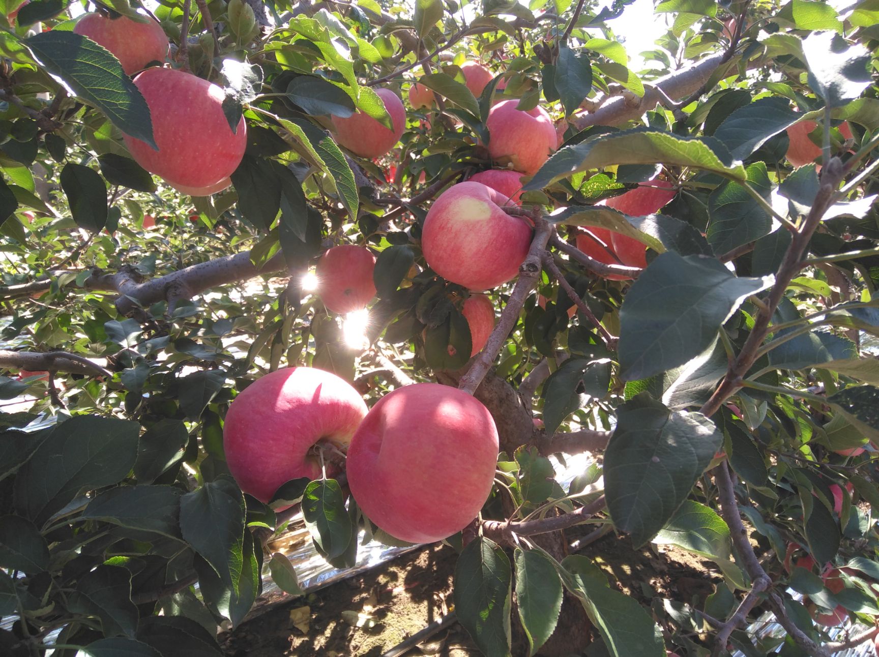 寒富苹果 纸袋 全红 75mm以上