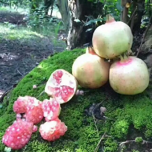 蒙自市蒙自石榴  蒙自甜石榴
单果重5两一6两