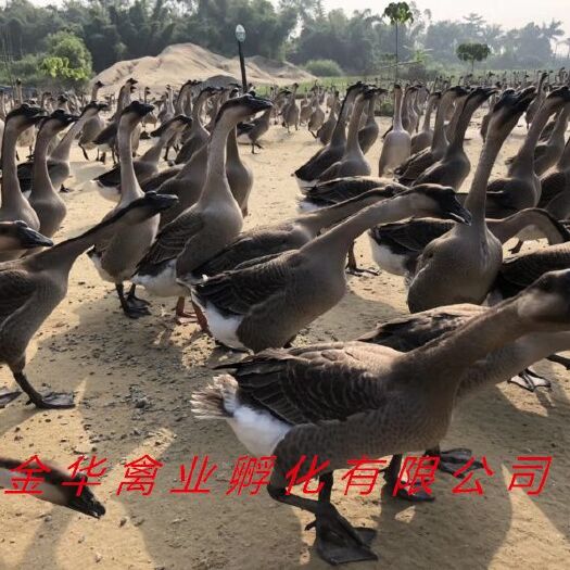 贵阳马岗鹅苗