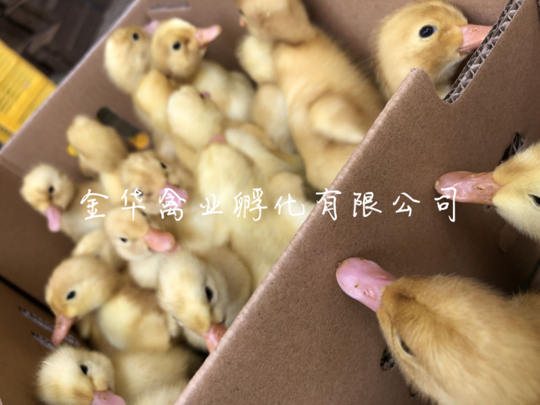 大种白番鸭苗