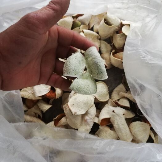 防城港新干陈皮