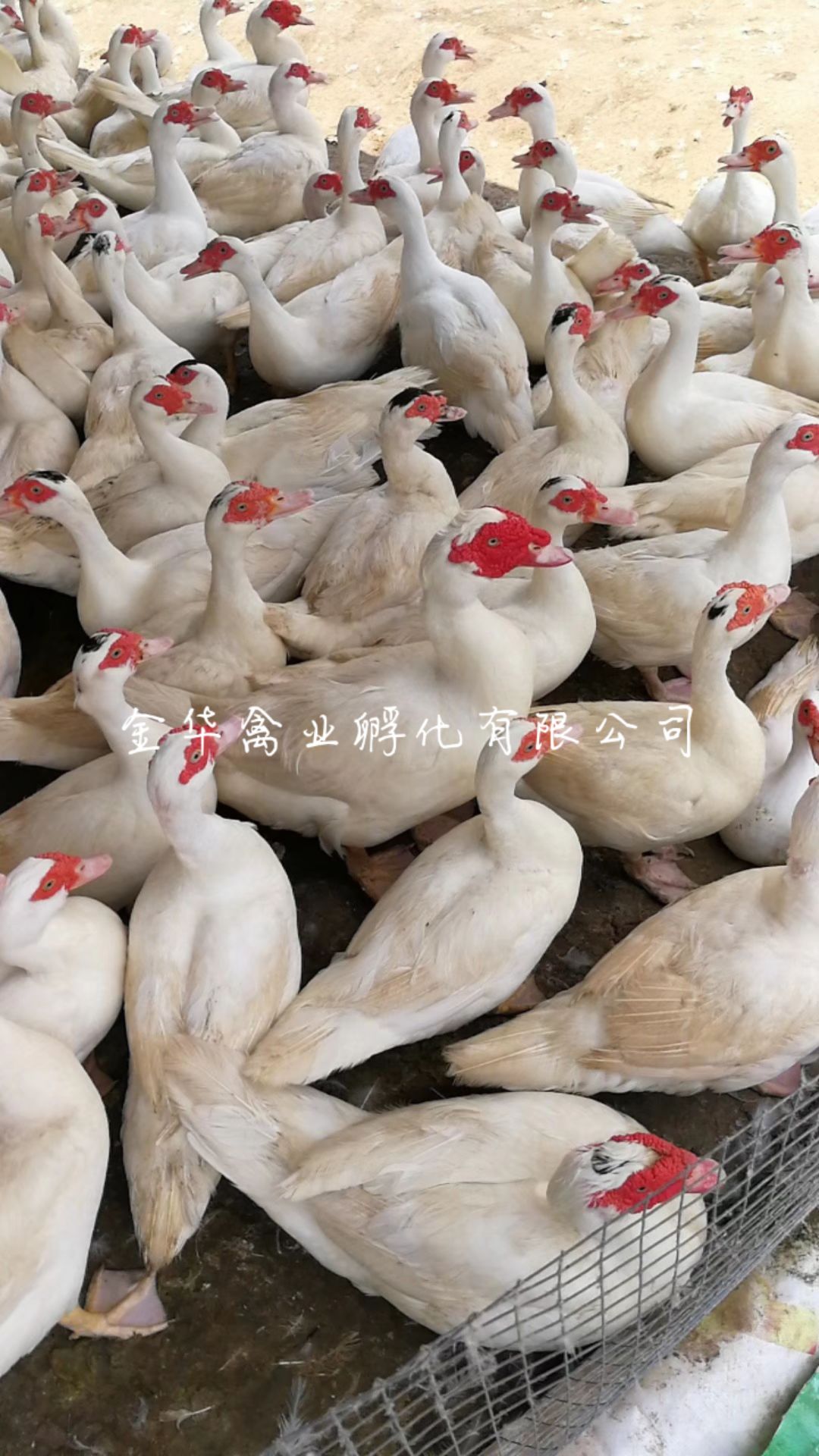 大种白番鸭苗