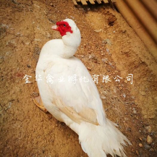 贵阳大种白番鸭苗