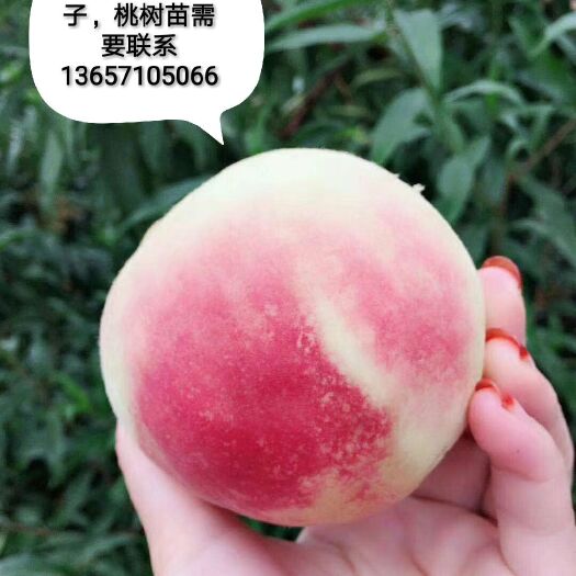 枣阳市映霜红桃苗 0.8公分以上